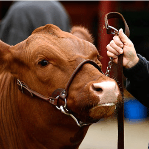 Jackpot Steer Show Calendar Thumbnail