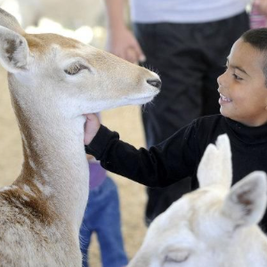 Petting Zoo Calendar Thumbnail