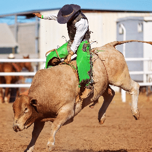 Junior Bull Rides Calendar Thumbnail